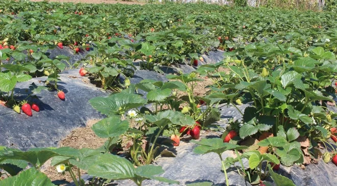 Organik üretimde çıta yükseldi